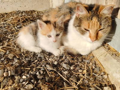 Bild 43 aus  Langhanshütte