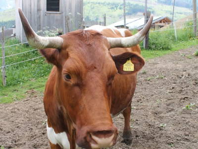 Bild 217 aus  Untererschbaum