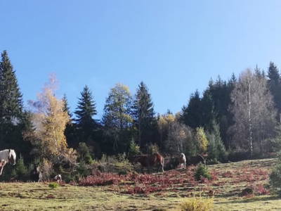 Bild 38 aus Griesbauer - Familie Gehwolf