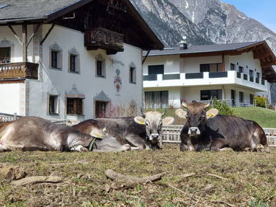Bild 100 aus  Alfaierhof & Bergheimat
