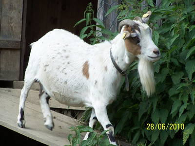 Bild 18 aus  Hof Wieser - Kinderbauernhof