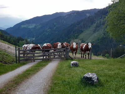 Bild 48 aus  Ransburggut Almhütte