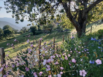 Bild 110 aus  Bergbauernhof Stauder, vlg. Oberrauter