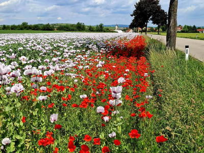 Bild 56 aus  Ferienhaus Weinviertel