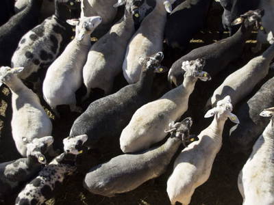 Bild 22 aus  Biohof Mathies