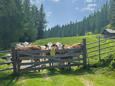 Bild 86 aus Neuwirth Hütte