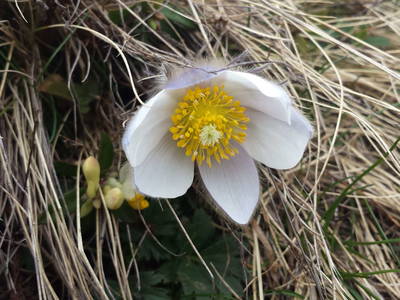 Bild 17 aus  Hanslerhütte