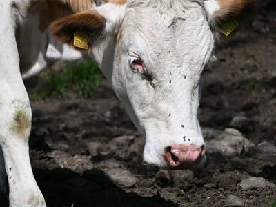 Bild 14 aus  Ferienwohnung Feistritzer Holdernig