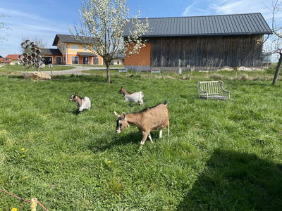 Bild 195 aus  Pimperlhof