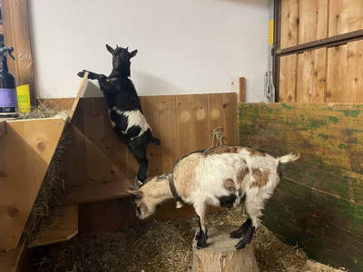 Bild 39 aus  Heideggerhof