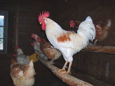 Bild 85 aus  Hacklbauer