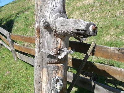 Bild 74 aus  Badlechnerhof