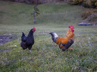 Bild 52 aus  Demobetrieb Bauernhof