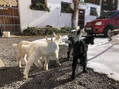 Bild 40 aus  Familienbauernhof Winkelhof