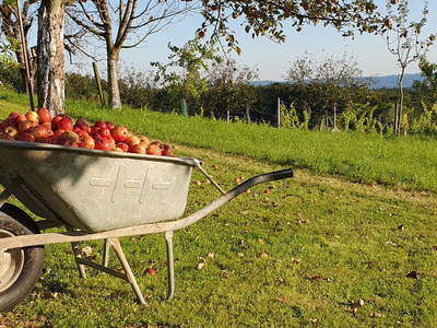 Bild 58 aus  Weinhof Reichmann