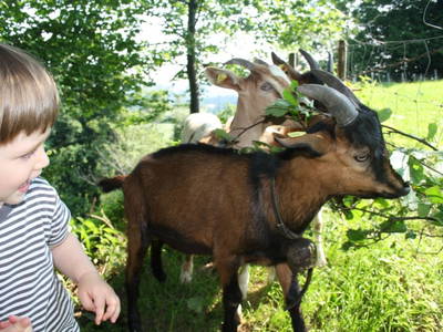 Bild 41 aus  Biohof Heidegger