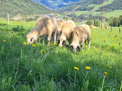 Bild 6 aus  Rotlechner