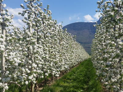 Bild 10 aus  Rebhof Kurtatsch