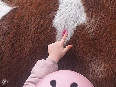 Bild 15 aus  Reiterhof Romanasa