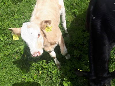 Bild 37 aus  Kaserer