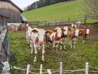 Bild 130 aus  Hansalagut