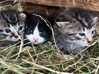 Bild 7 aus  Tuscherhof