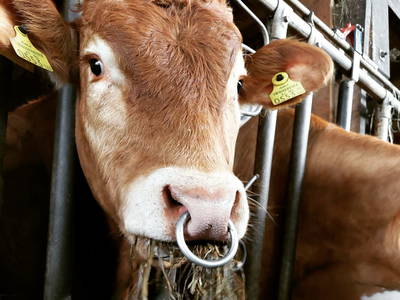 Bild 43 aus  Bauernhof Hofmayer