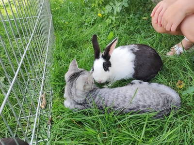 Bild 100 aus  Familie Resch am Hörlesberg
