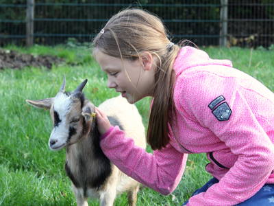 Bild 8 aus  Ponyhof Meier