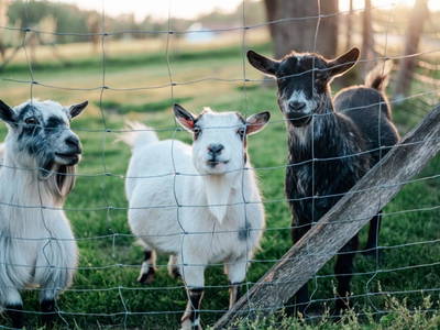 Bild 116 aus  Gruber-Ellinger