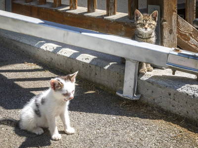 Bild 63 aus  Schaidreithof