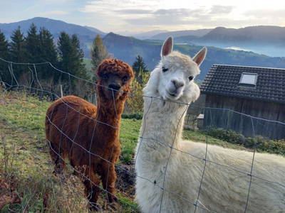 Bild 61 aus  Ferienhof Schneiderweg