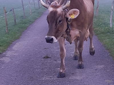 Bild 59 aus  Mühlehof Ennemoser