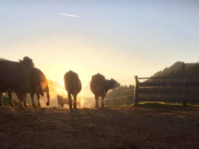 Bild 84 aus  Ascherhof