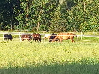 Bild 45 aus  Bio Chalet "Haus Wagner"