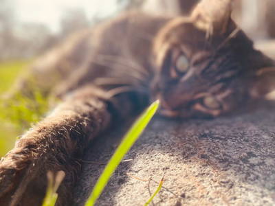 Bild 195 aus  Rafting Camp Palfau