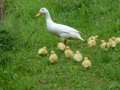 Bild 24 aus  Ferienwohnung Barbara
