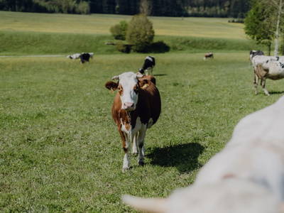 Bild 17 aus  Aicherhof