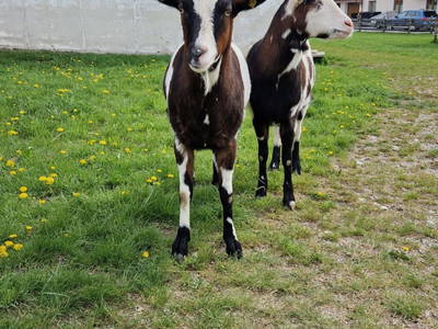 Bild 17 aus  Gsöllhof - Bauernhaus Appartements