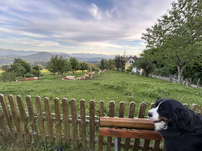 Bild 157 aus Lacknerhof in Liebenfels- Familie Klocker