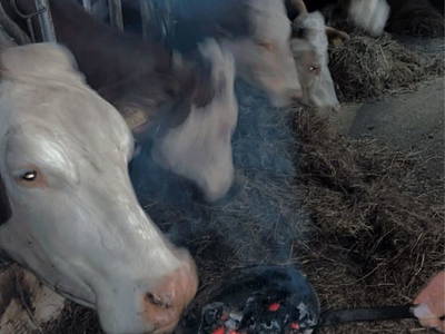 Bild 101 aus  Bio-Bergbauernhof Möslhof
