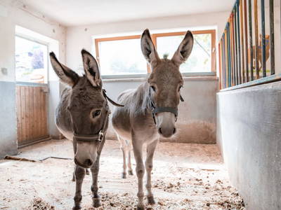 Bild 103 aus  Kinderbauernhof Albeineler Pitztal Tirol
