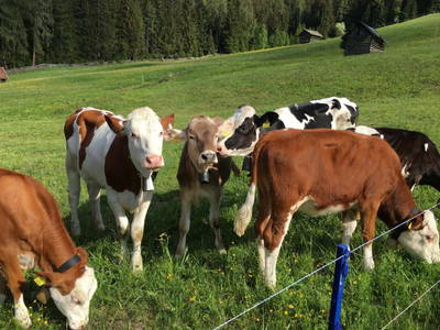 Bild 59 aus  Landhaus Eiter