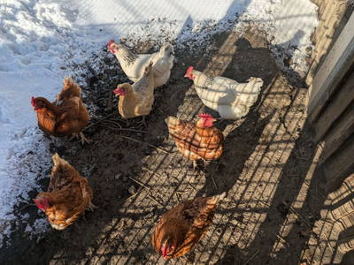 Bild 74 aus  Sonnhof