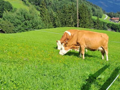 Bild 97 aus  Hartlgut