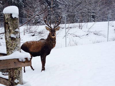 Bild 17 aus  Ferienwohnung Guttenberg