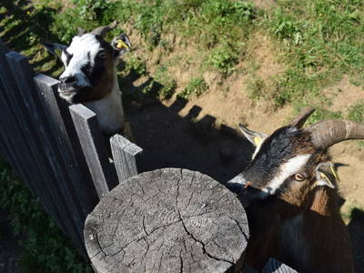 Bild 29 aus  Alm-Ferienhaus Schleinzer