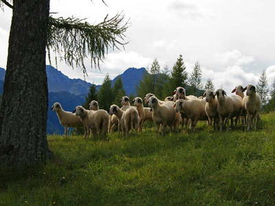 Bild 107 aus  Bauernhof Gruber - Bauernhaus