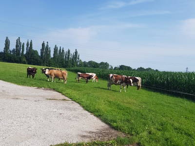 Bild 50 aus  Santnergut