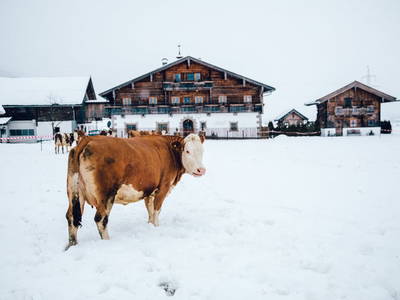 Bild 53 aus  Chalet Steinerner Meerblick